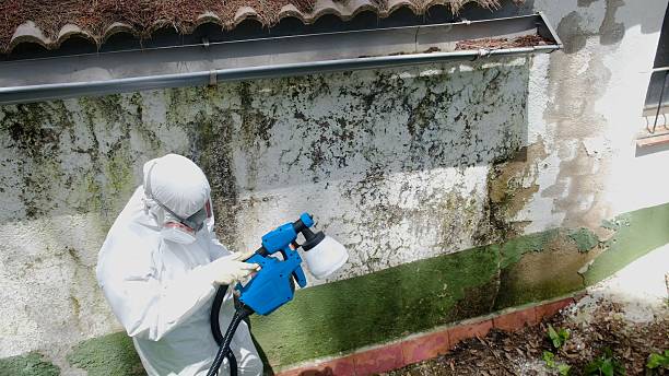 Top rated local Mold Remediation specialists in Zebulon, GA